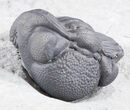 Enrolled Eldredgeops (Phacops) Trilobite - New York #50289-1